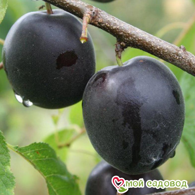 Абрикос Чёрный принц