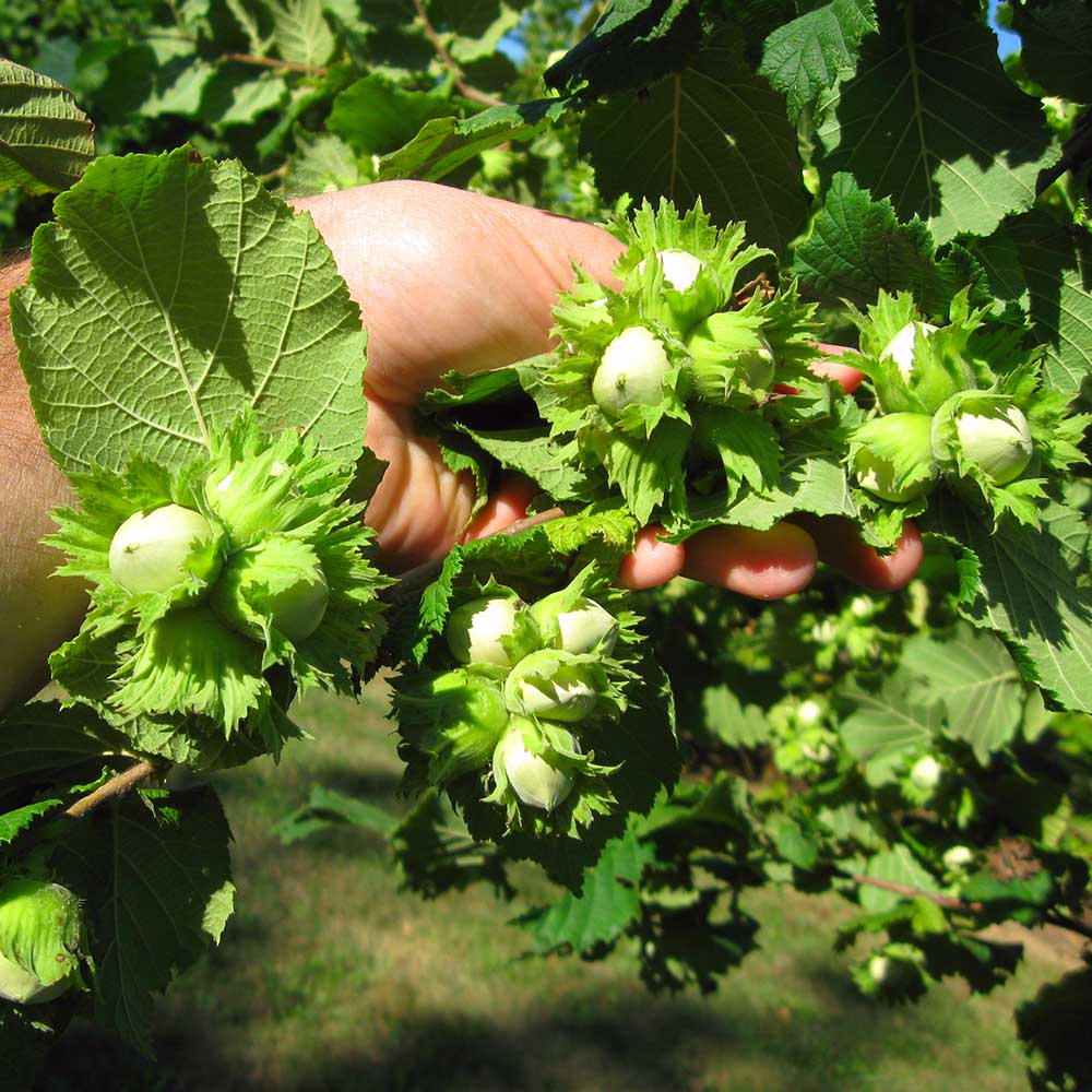 Фундук Барселонский