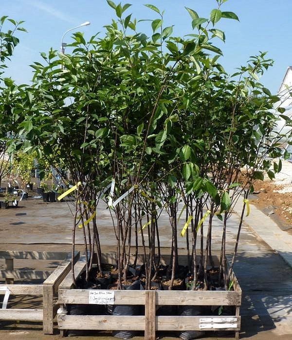 Вишня Кордия